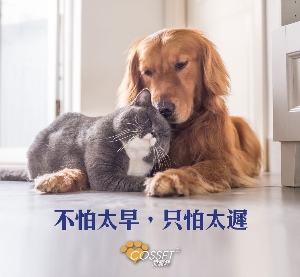 疏于保养眼睛随时让毛孩承受开刀风险 Cosset 愛寵健